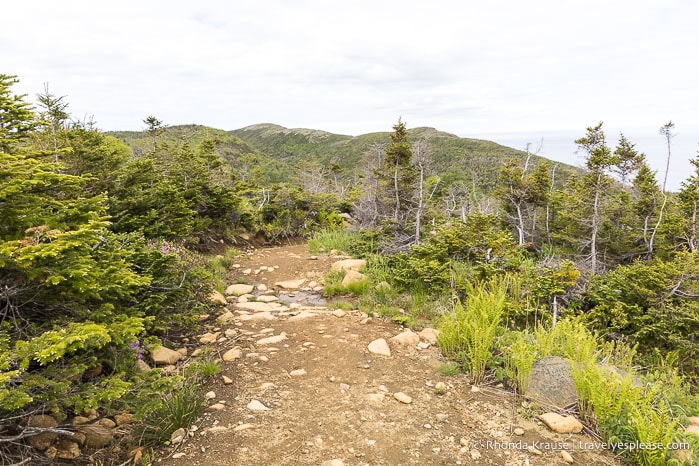 Green Gardens Trail πλαισιωμένο από μικρά δέντρα.