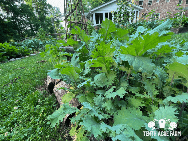 Παρατηρήστε-Garden-Scene-with-kale-and-sunflowers
