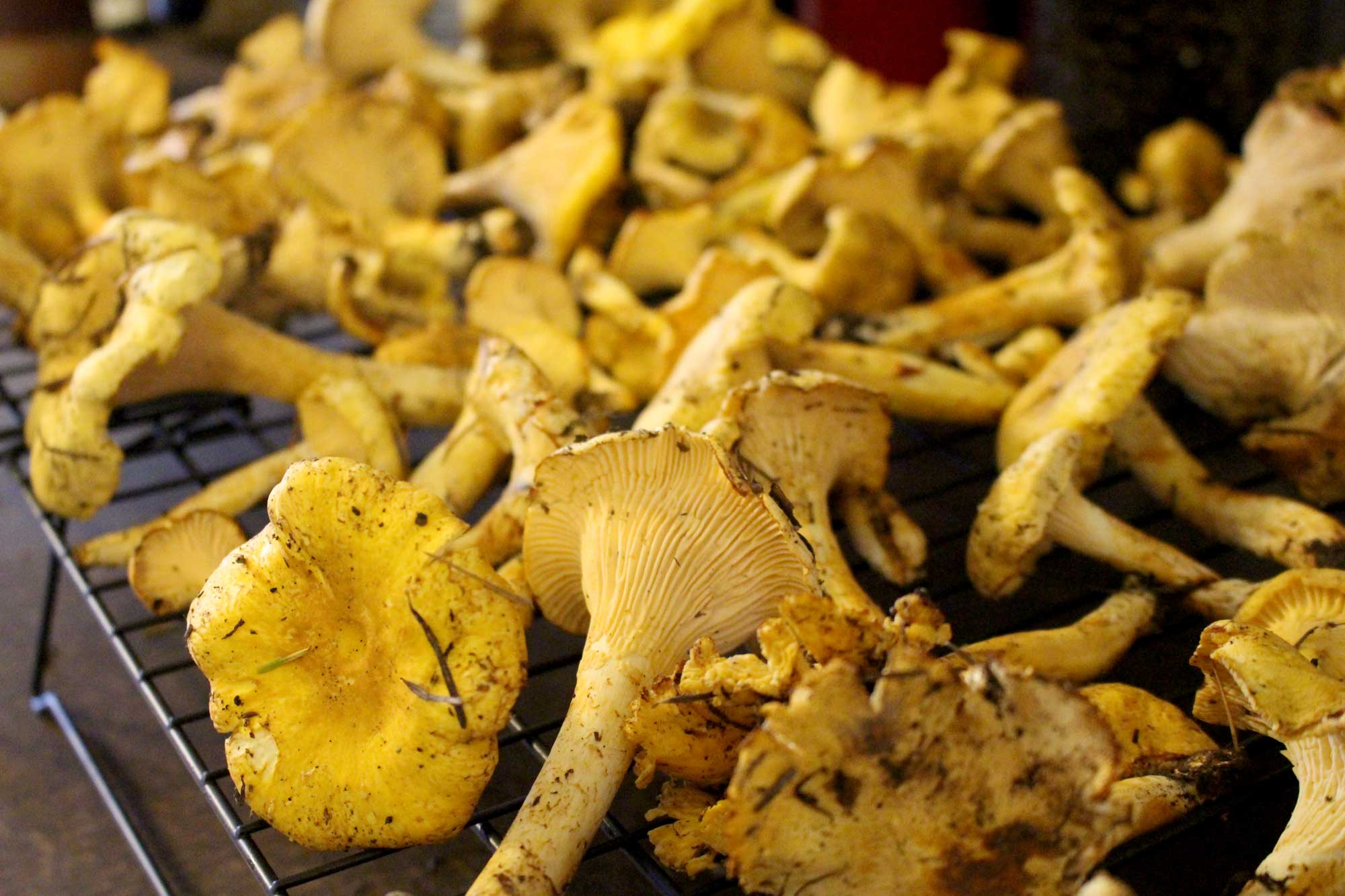 chanterelles-just-picked
