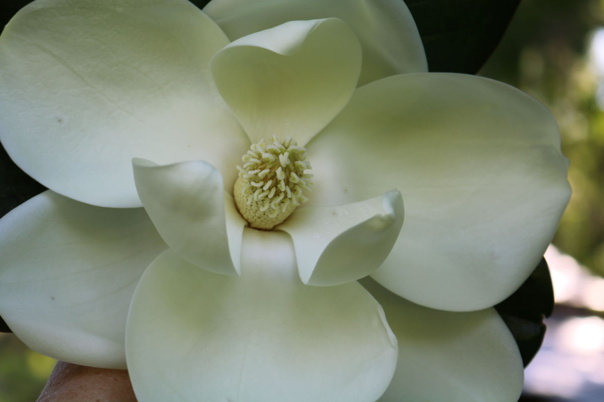 Magnolia Tree στο Marjorie Kinnan Rawlings House